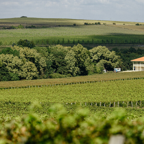 terruar_1000x1000_b96.jpg terruar_1000x1000_b96.jpg