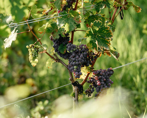 3_1000x1000_b96.jpg 3_1000x1000_b96.jpg